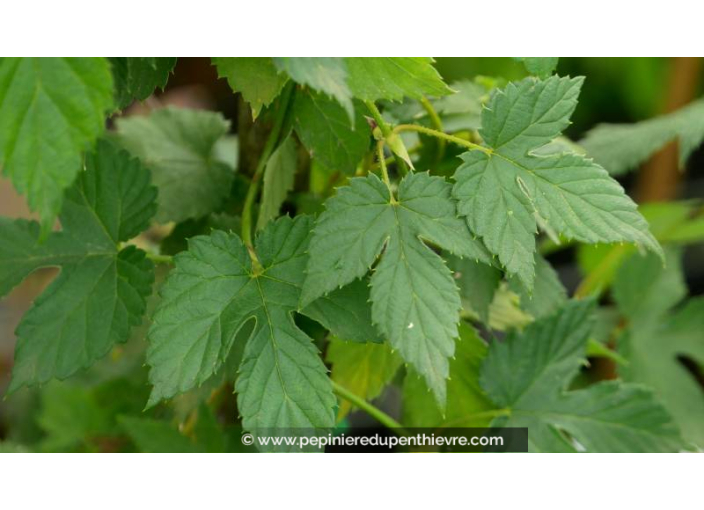 HUMULUS lupulus