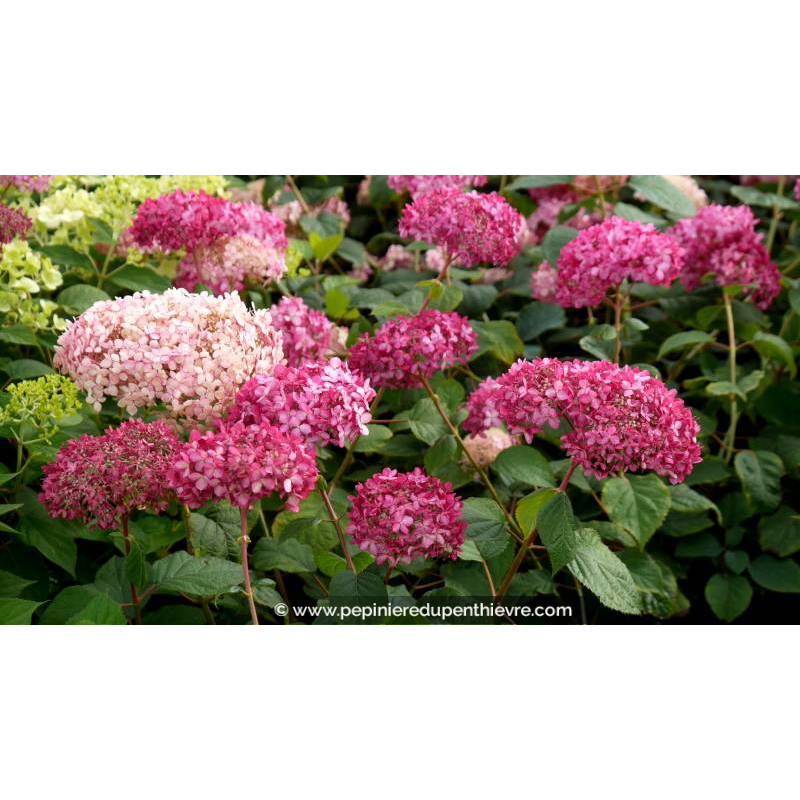 HYDRANGEA arborescens 'Pink Annabelle' - Automne