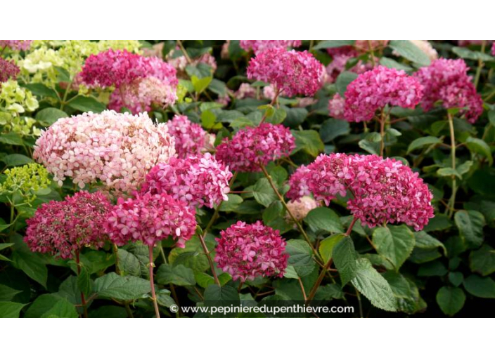 HYDRANGEA arborescens 'Pink Annabelle' - Automne