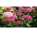 HYDRANGEA arborescens 'Pink Annabelle' - Automne