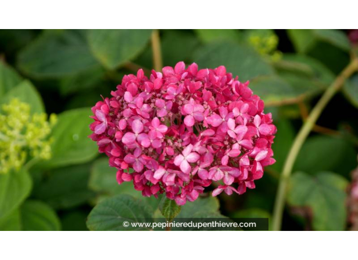 HYDRANGEA arborescens 'Pink Annabelle' - Automne