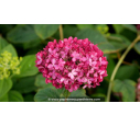 HYDRANGEA arborescens 'Pink Annabelle' - Automne