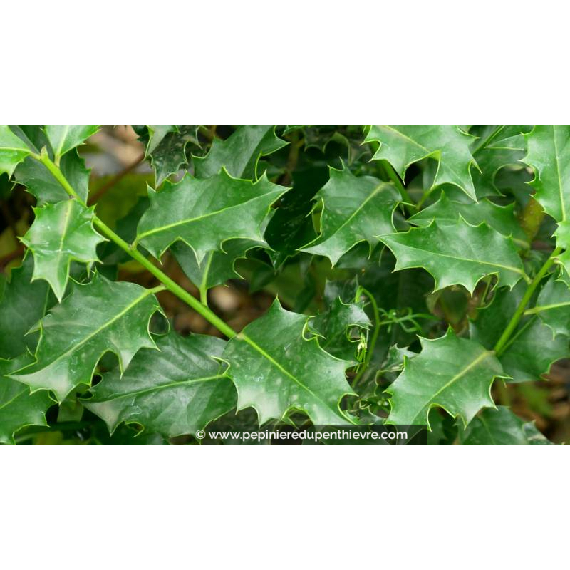 ILEX aquifolium