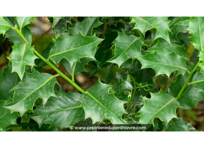 ILEX aquifolium