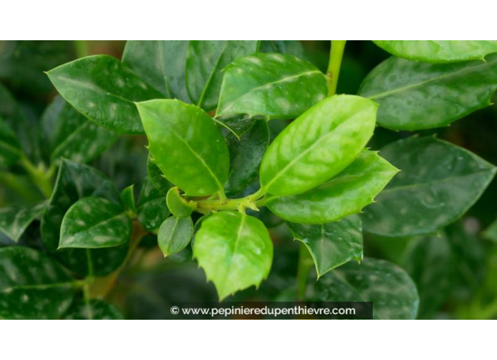 ILEX aquifolium 'J. C. van Tol'