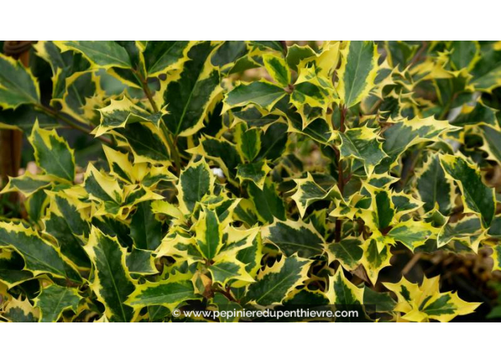 ILEX aquifolium 'Madame Briot'