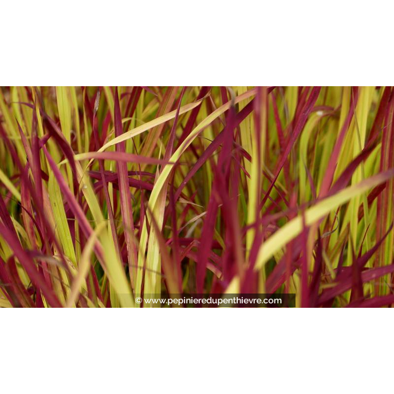 IMPERATA cylindrica 'Red Baron'
