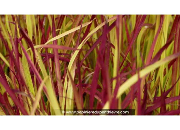 IMPERATA cylindrica 'Red Baron'