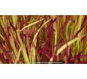 IMPERATA cylindrica 'Red Baron'