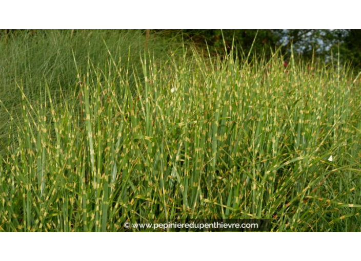 MISCANTHUS sinensis 'Zebrinus'