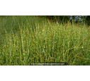 MISCANTHUS sinensis 'Zebrinus'