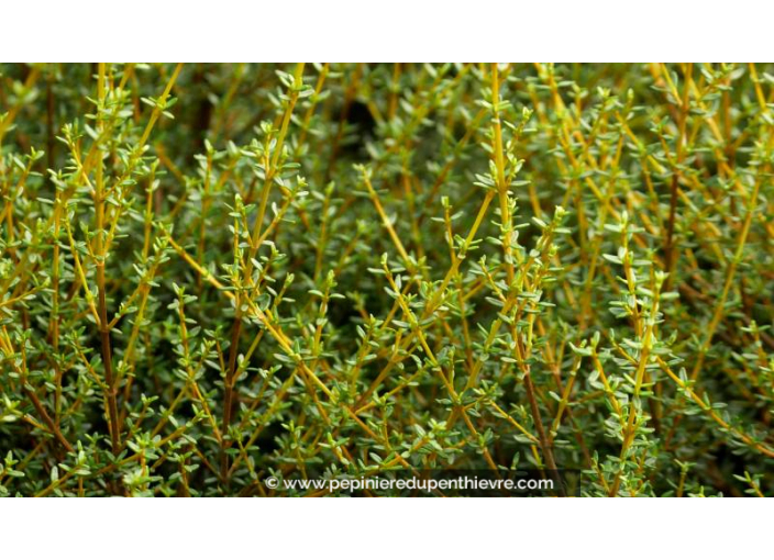 OLEARIA solandri 'Aurea'