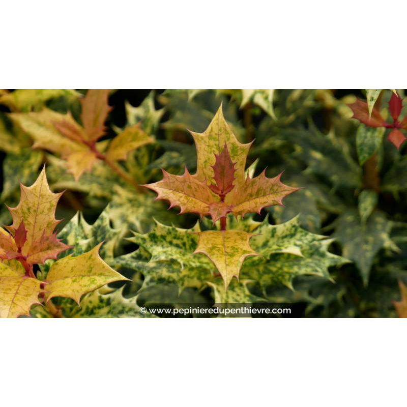 OSMANTHUS heterophyllus 'Goshiki'