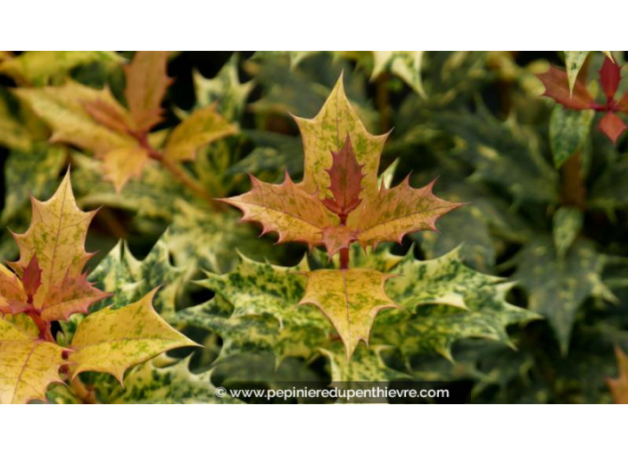 OSMANTHUS heterophyllus 'Goshiki'