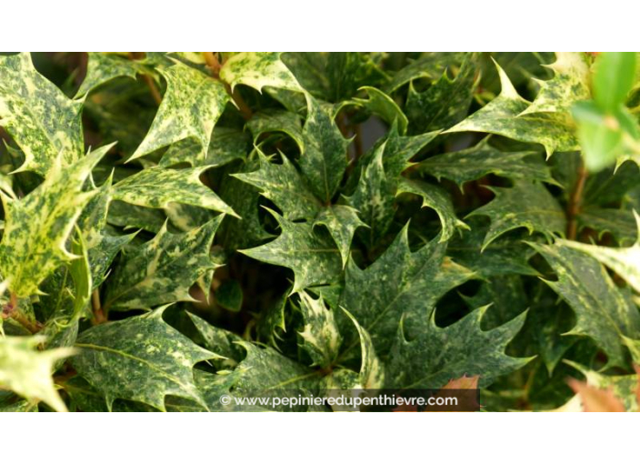 OSMANTHUS heterophyllus 'Goshiki'