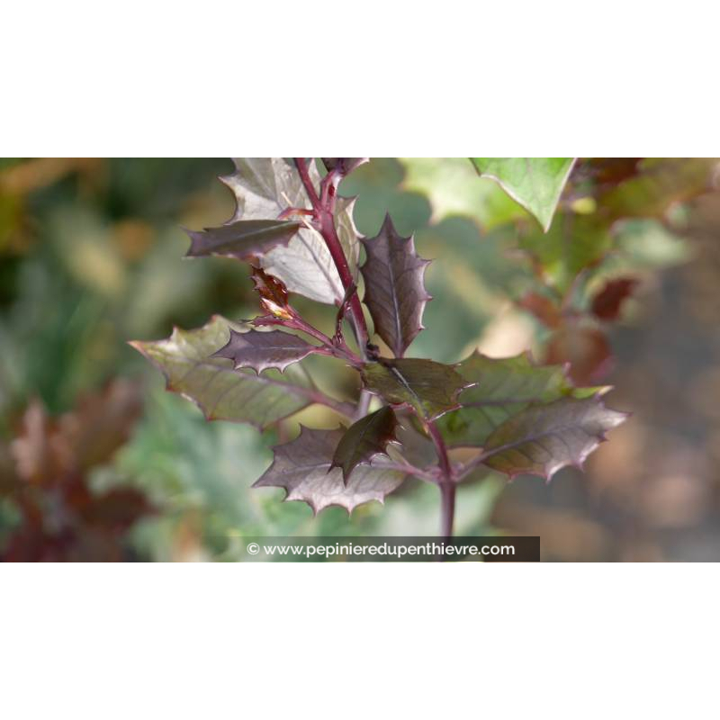 OSMANTHUS heterophyllus 'Purpureus'