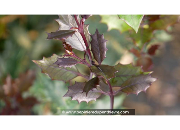 OSMANTHUS heterophyllus 'Purpureus'
