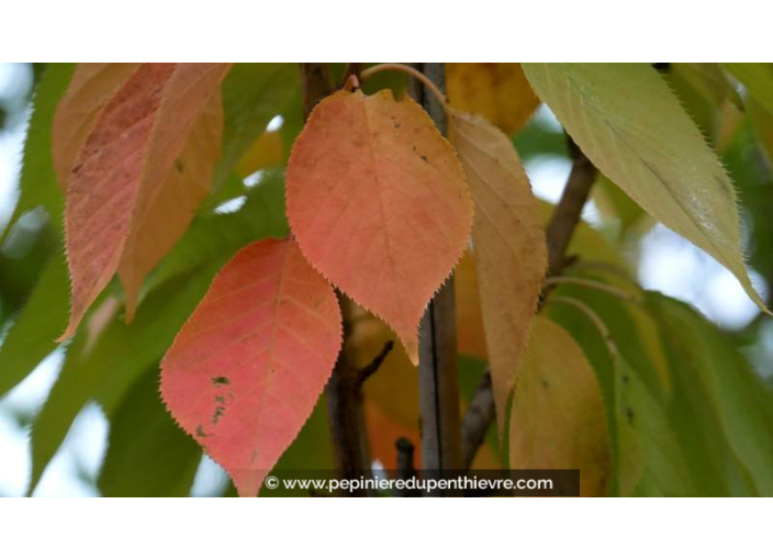 PRUNUS serrulata 'Kanzan'