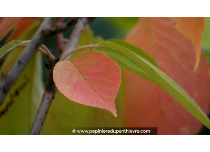 PRUNUS serrulata 'Kanzan'