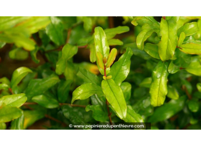 PUNICA granatum 'Legrelliae'