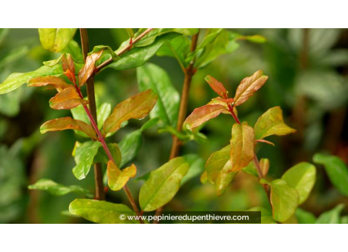 PUNICA granatum 'Legrelliae'