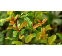PUNICA granatum 'Legrelliae'