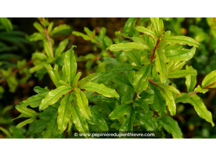 PUNICA granatum 'Legrelliae'