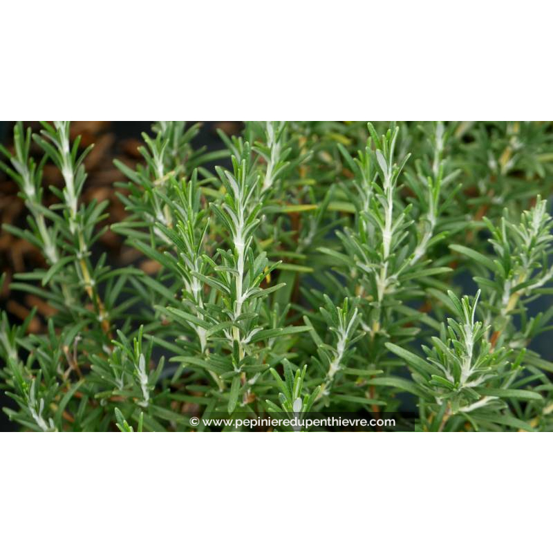 ROSMARINUS officinalis