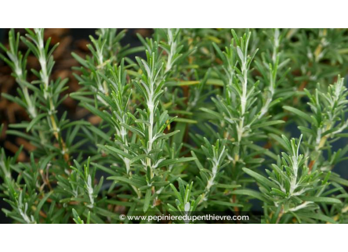 ROSMARINUS officinalis