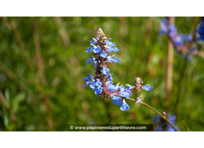SALVIA uliginosa
