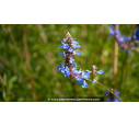 SALVIA uliginosa
