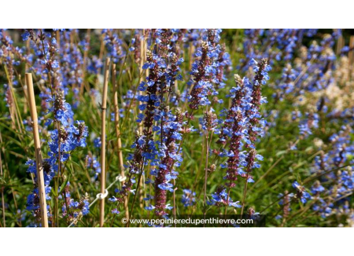 SALVIA uliginosa