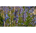 SALVIA uliginosa