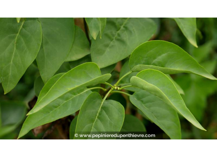 SYRINGA vulgaris 'Belle de Moscou'