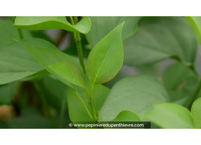 SYRINGA vulgaris 'Katherine Havemeyer'