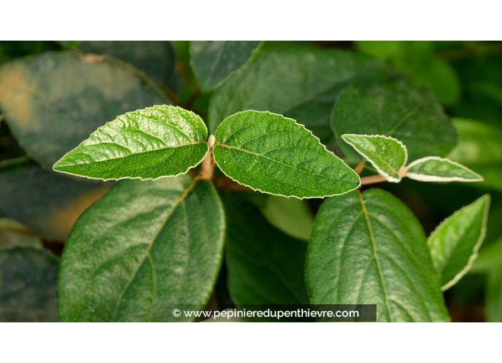 VIBURNUM x burkwoodii