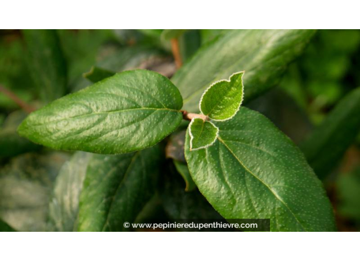 VIBURNUM x burkwoodii
