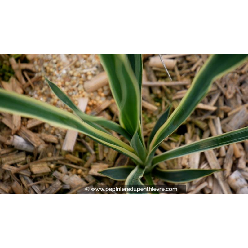 YUCCA filamentosa 'Bright Edge'