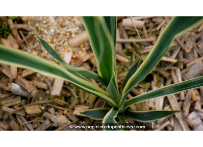 YUCCA filamentosa 'Bright Edge'