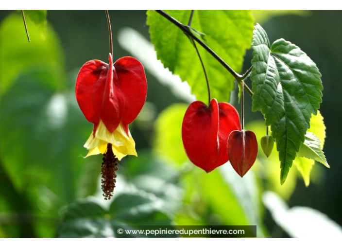 ABUTILON megapotanicum