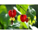 ABUTILON megapotanicum