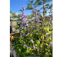 CALAMINTHA nepeta ssp. nepeta