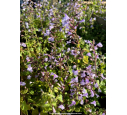 CALAMINTHA nepeta ssp. nepeta