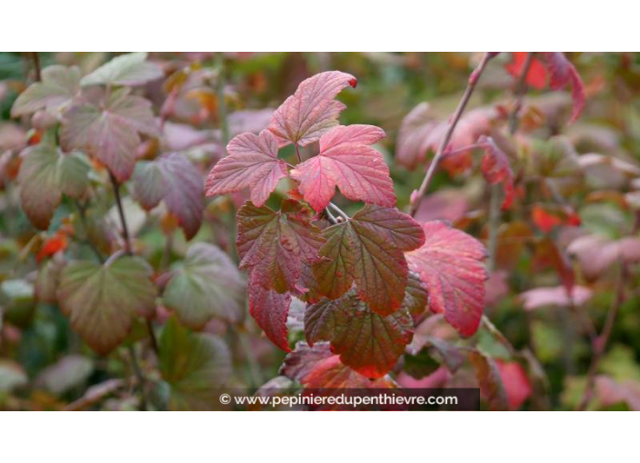 RIBES sanguineum - Automne