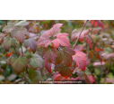 RIBES sanguineum - Automne