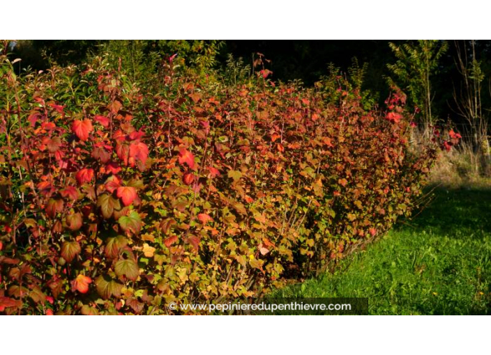 RIBES sanguineum - Automne
