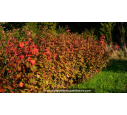 RIBES sanguineum - Automne