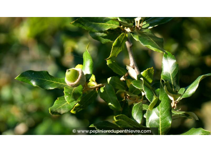 QUERCUS ilex - Automne