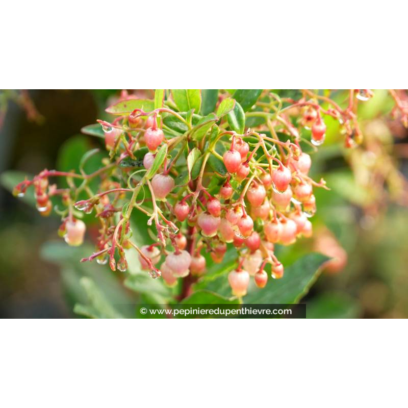 ARBUTUS unedo 'Rubra'
