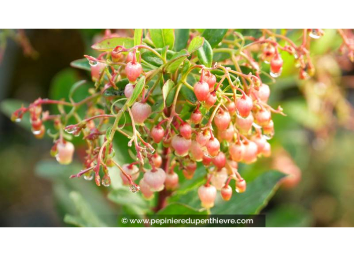 ARBUTUS unedo 'Rubra'